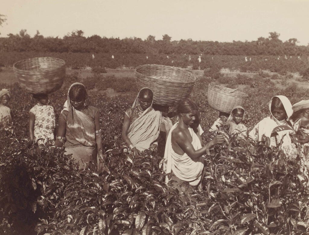 Working Class Colonial Tea Tea in Colonial India: From Wilderness to 'Gardens'
