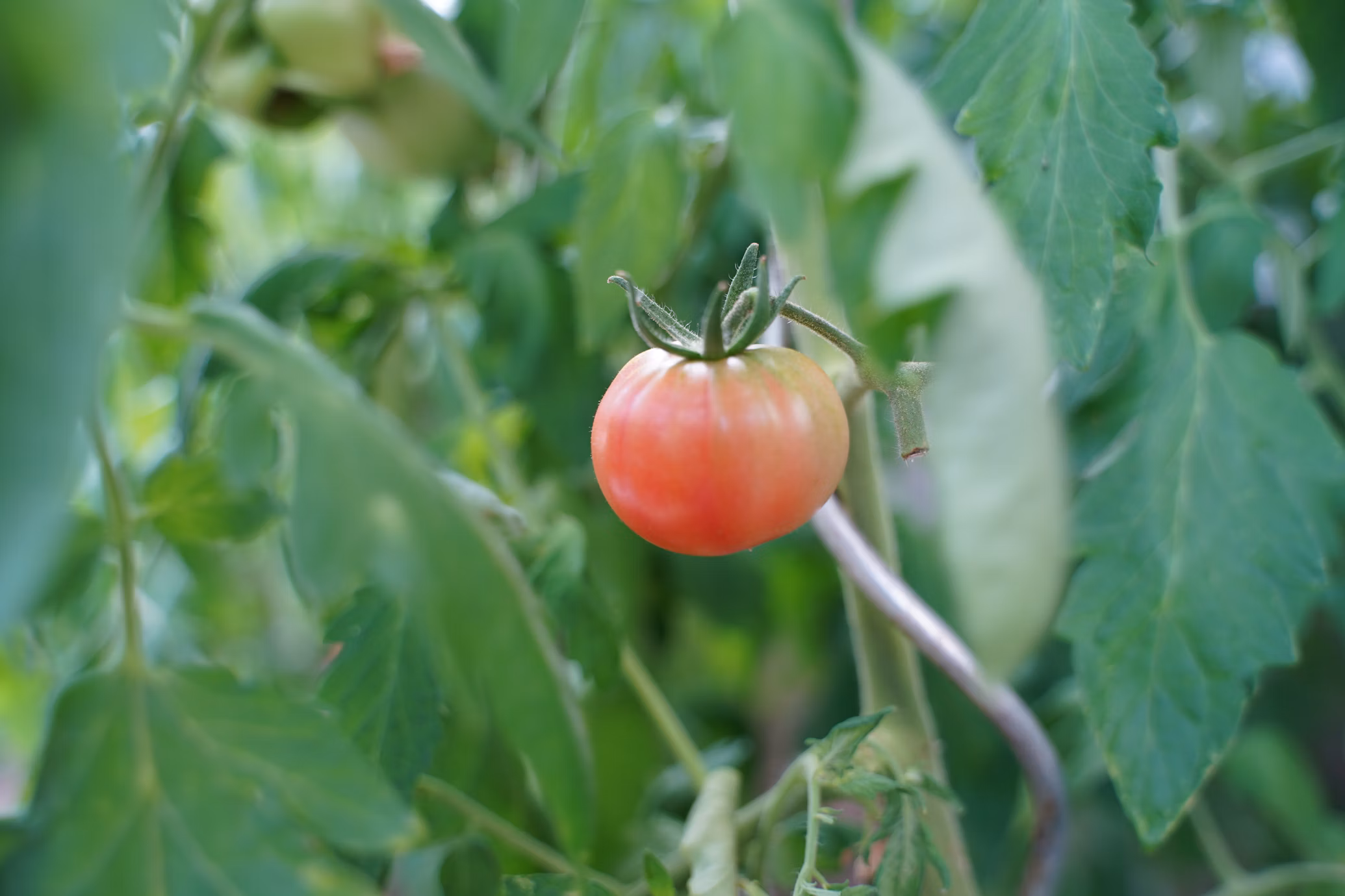 Greece, tomatoes.... AGAIN