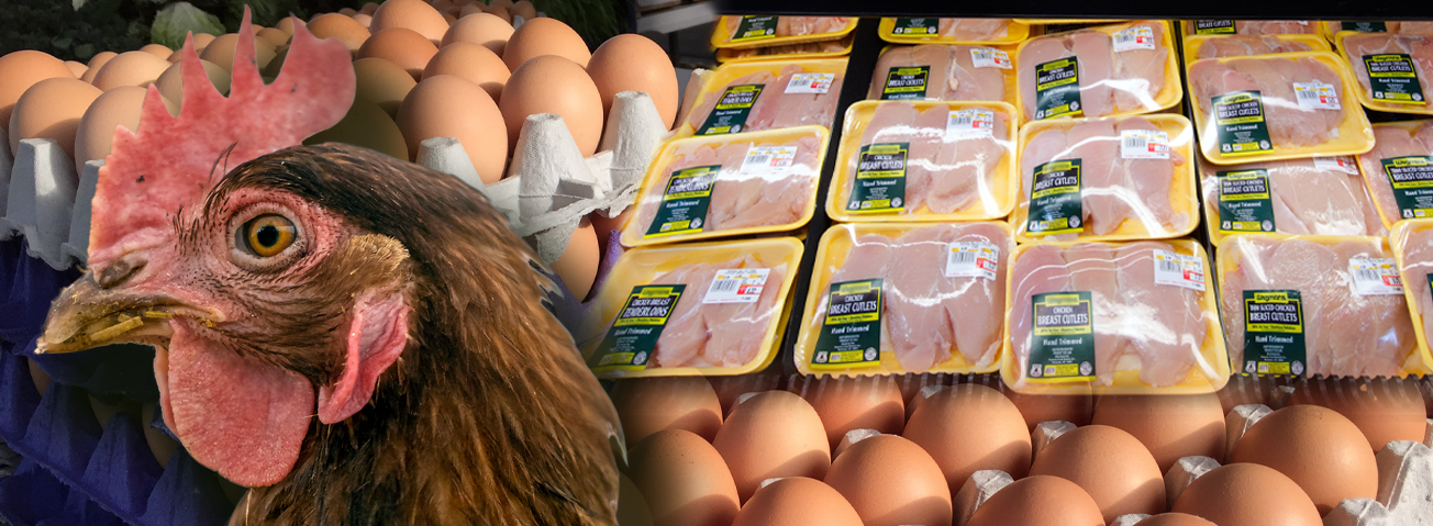 Why Are Eggs So Expensive While Chicken Prices Stay Flat?
