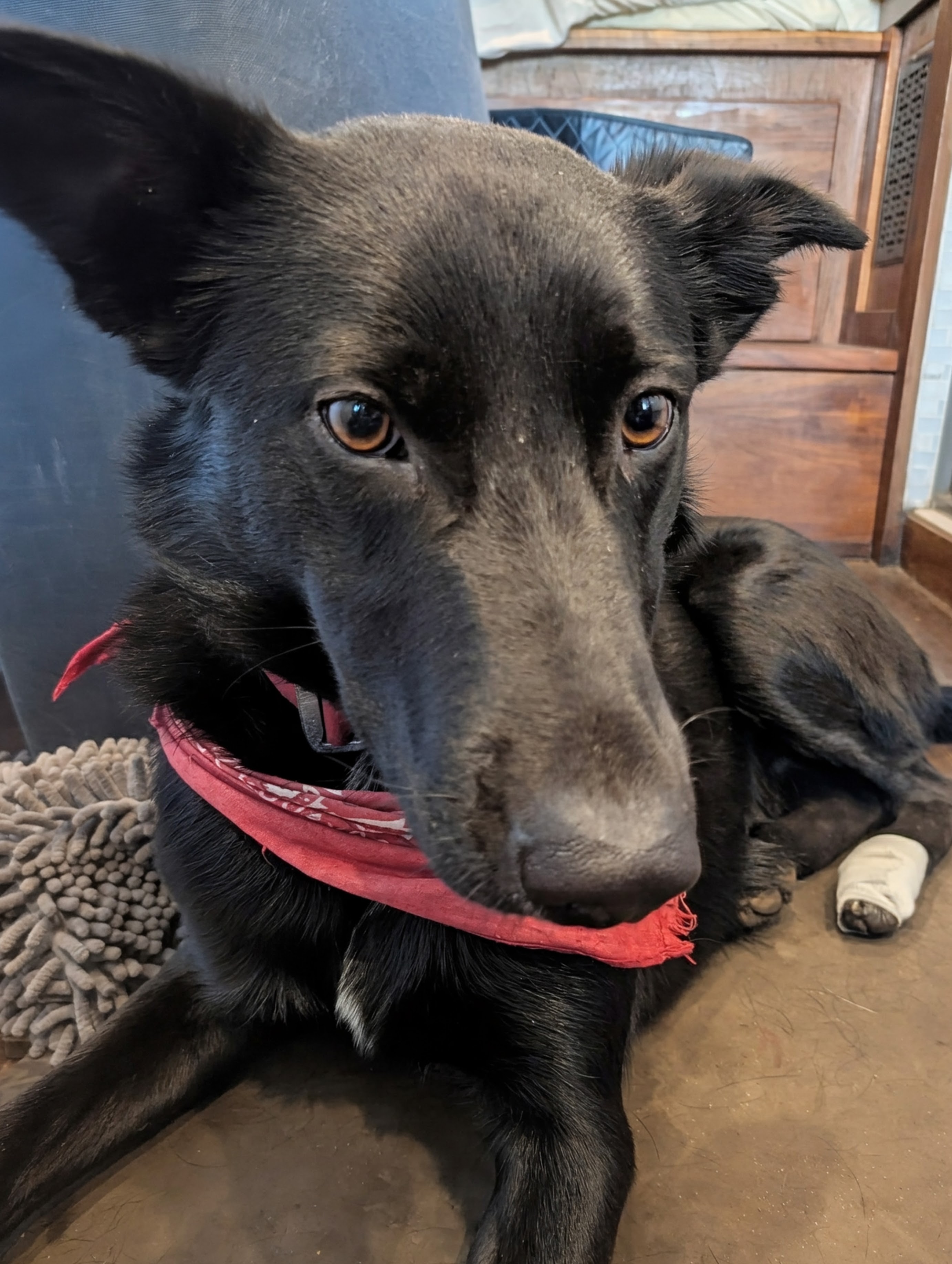 Kenji the dog resting with a bandaged paw after splitting a nail on a trail run