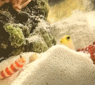 Cover image for DOG AT OLYMPICS. Tabs, Thurs., Feb. 19, 2026