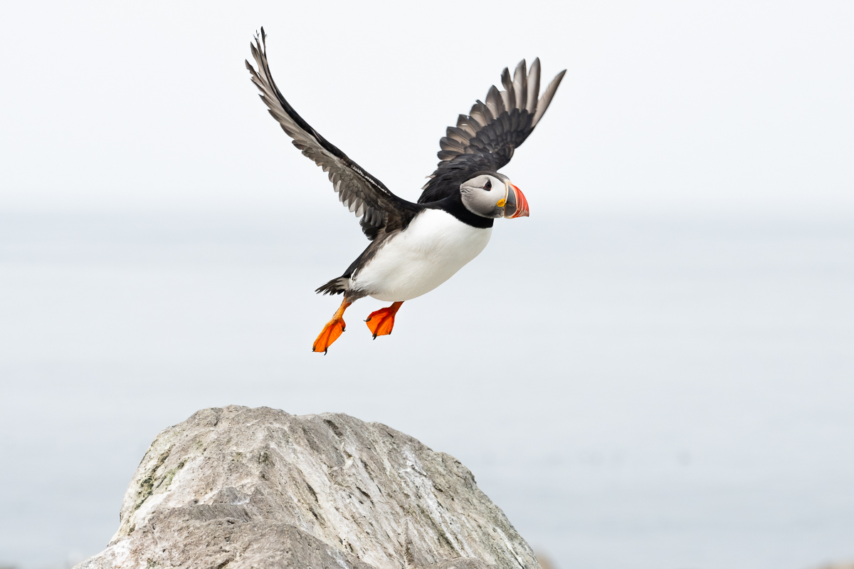 Stack Rocks Puffins The Puffins of Machias Seal Island - by Heather Moran