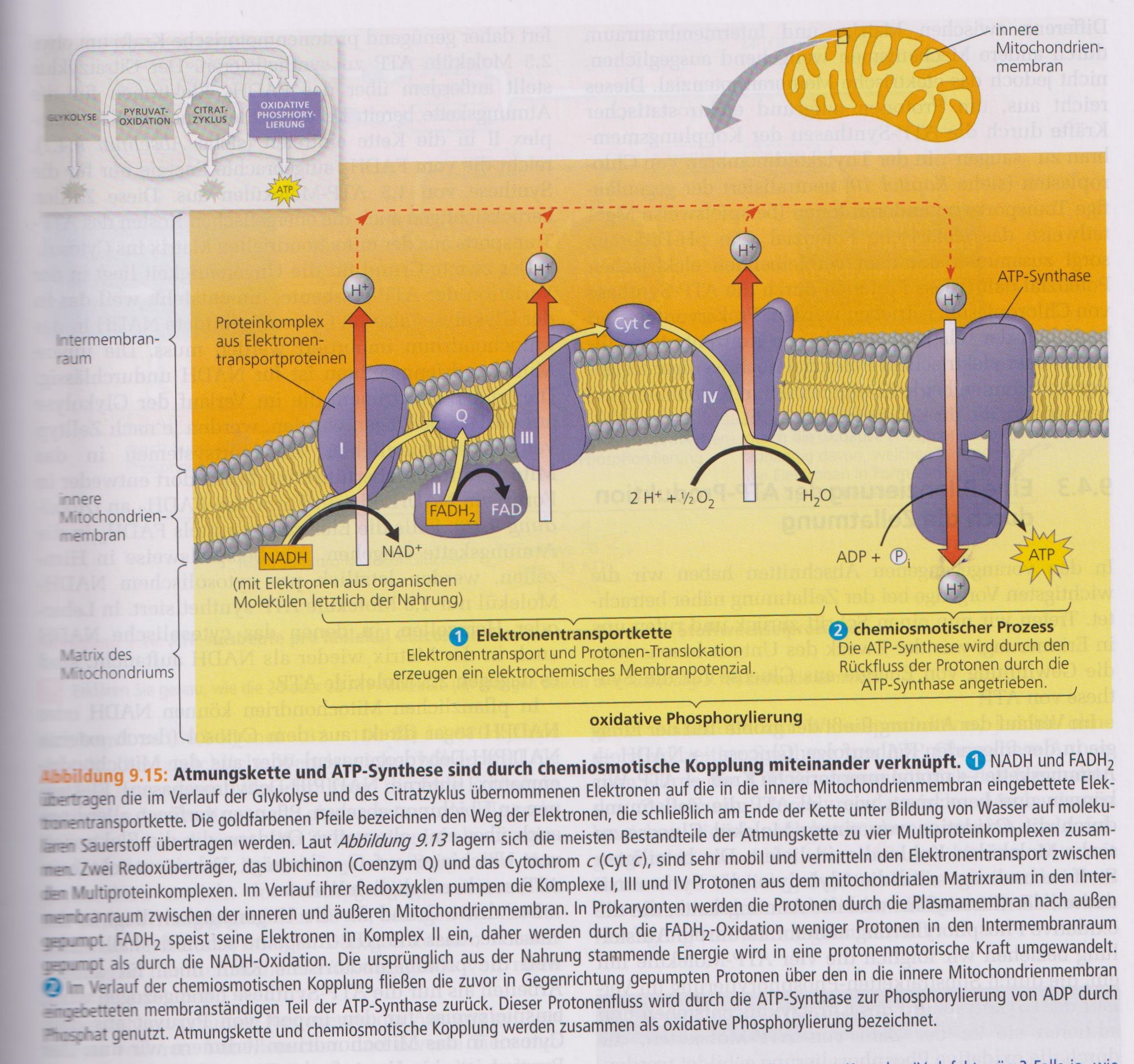 Die molekularen, neuroprotektiven Mechanismen von Methylenblau