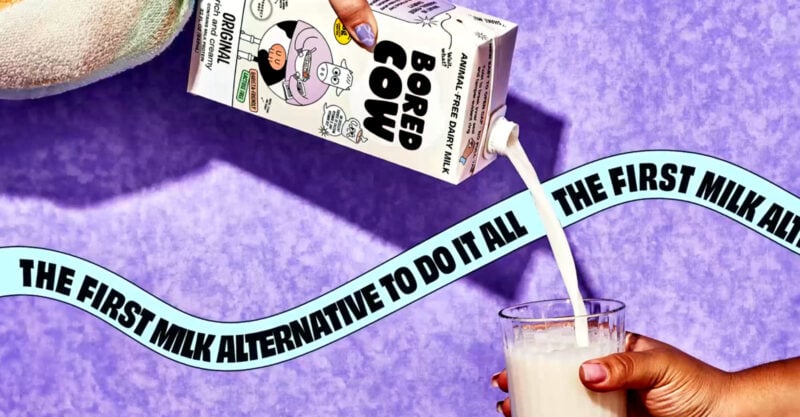 bored cow lab milk carton bored cow lab milk carton