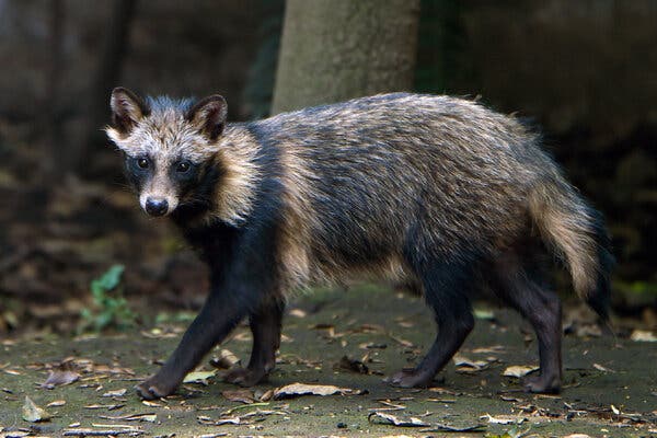 A young raccoon dog at the Chapultepec Zoo in Mexico City in 2015. A young raccoon dog at the Chapultepec Zoo in Mexico City in 2015.