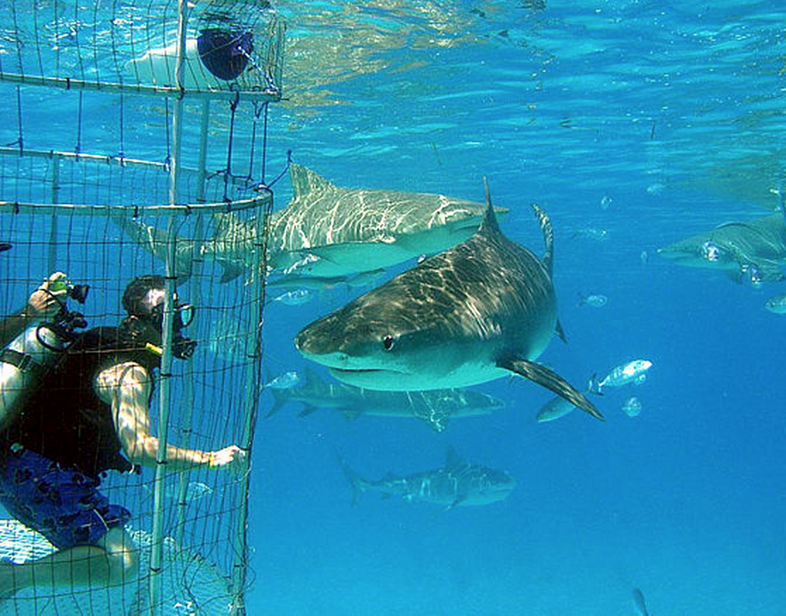 RJ, is that you in the cage?!?!