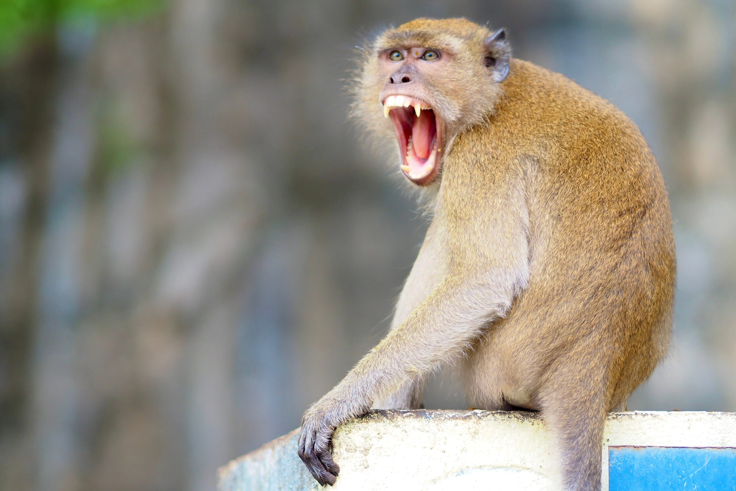 Lalan Rshe Monkey mob attacks police station - by Allan Rose Hill