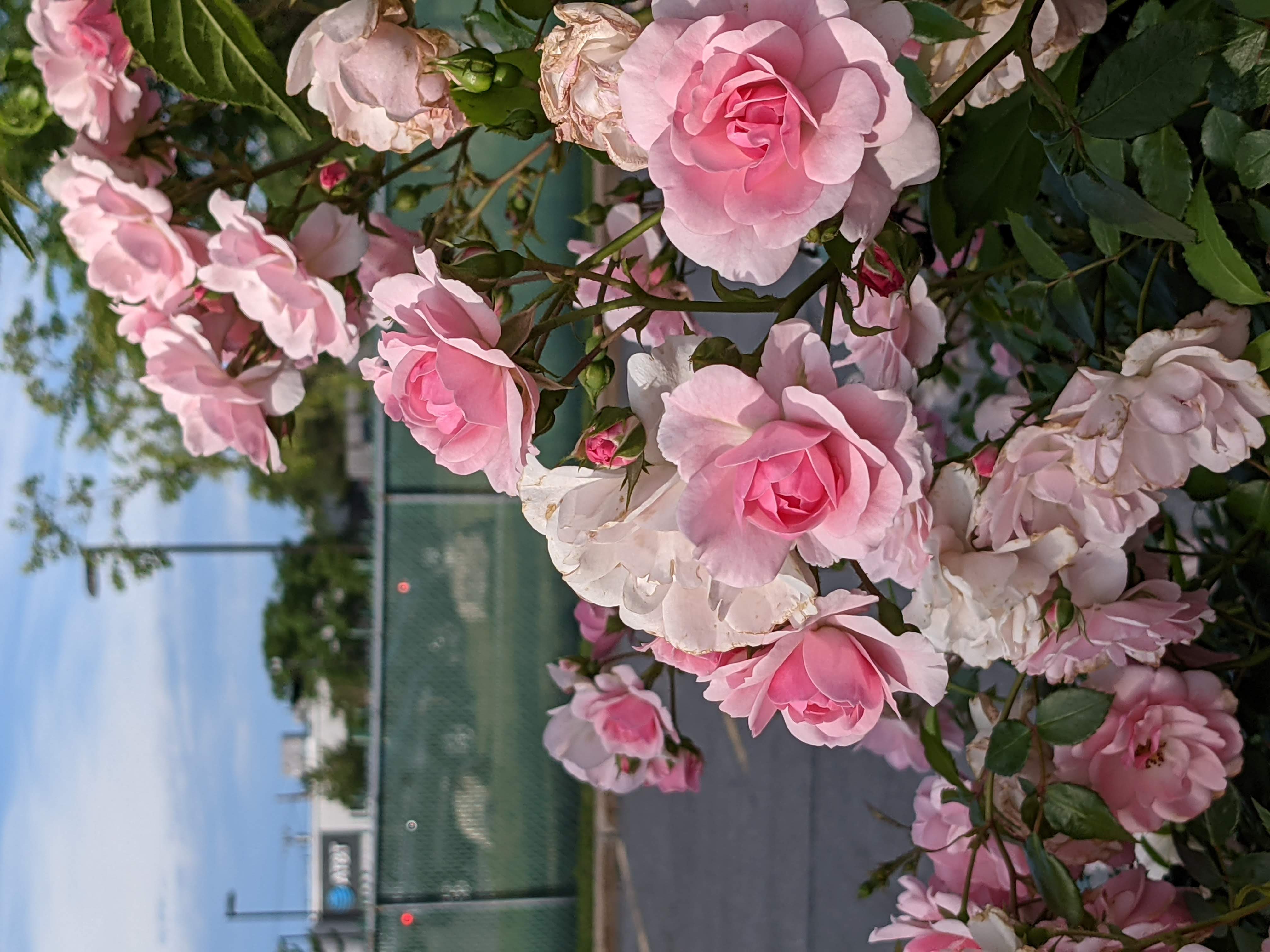 Many small, pink roses on a bush in a parking lot in Portland, Maine (US). Location not clear from visual.
