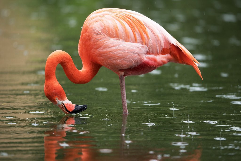 flamingo - allı turna