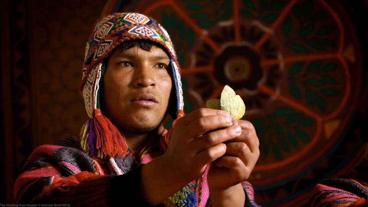 Could coca leaf be a treatment for cancer? It’s a unique plant in all the world