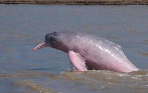 Boto cor-de-rosa entra na lista de ‘perigo de extinção’ em Rondônia