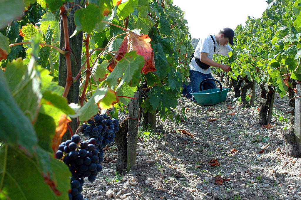 Why Doesn’t Anyone Want to Make French Wine Anymore?