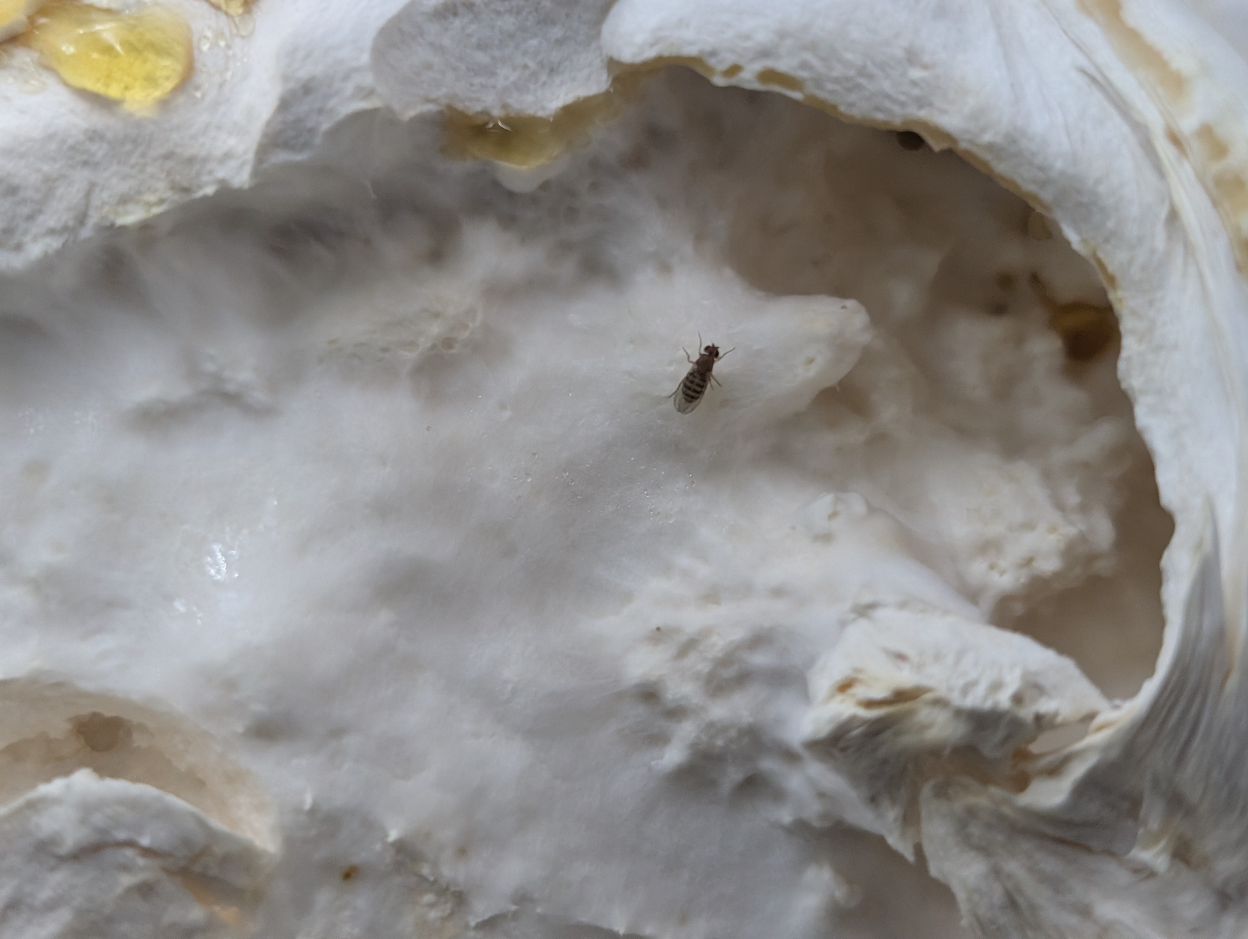 What does a mushroom fly infestation look like? 