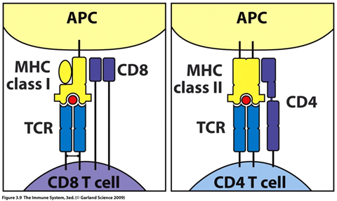 MHC e Apresentação de Antígenos: Chave da Imunidade Adquirida