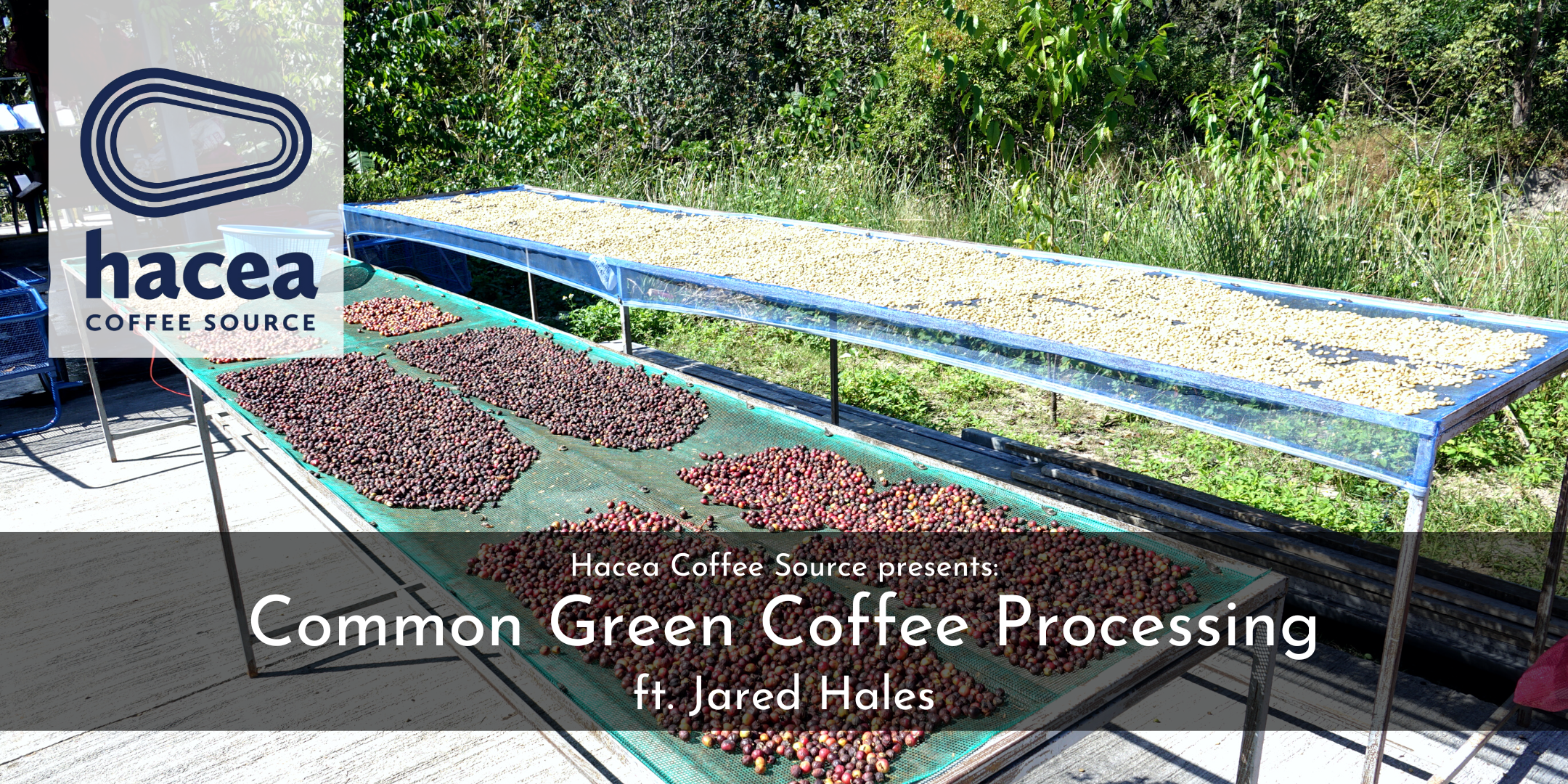 Hacea's Green Coffee Column: October