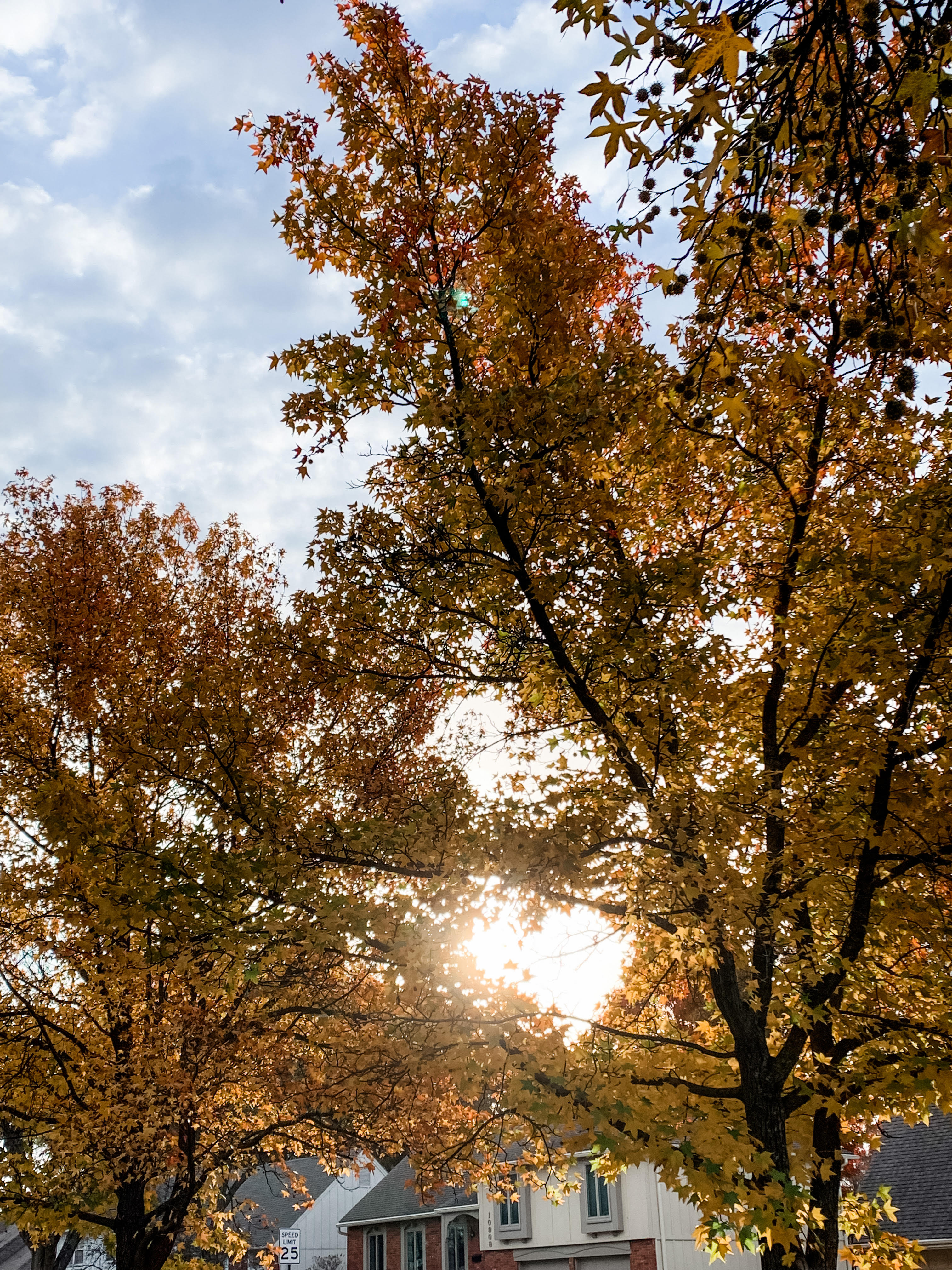 I stumbled upon a hidden trail