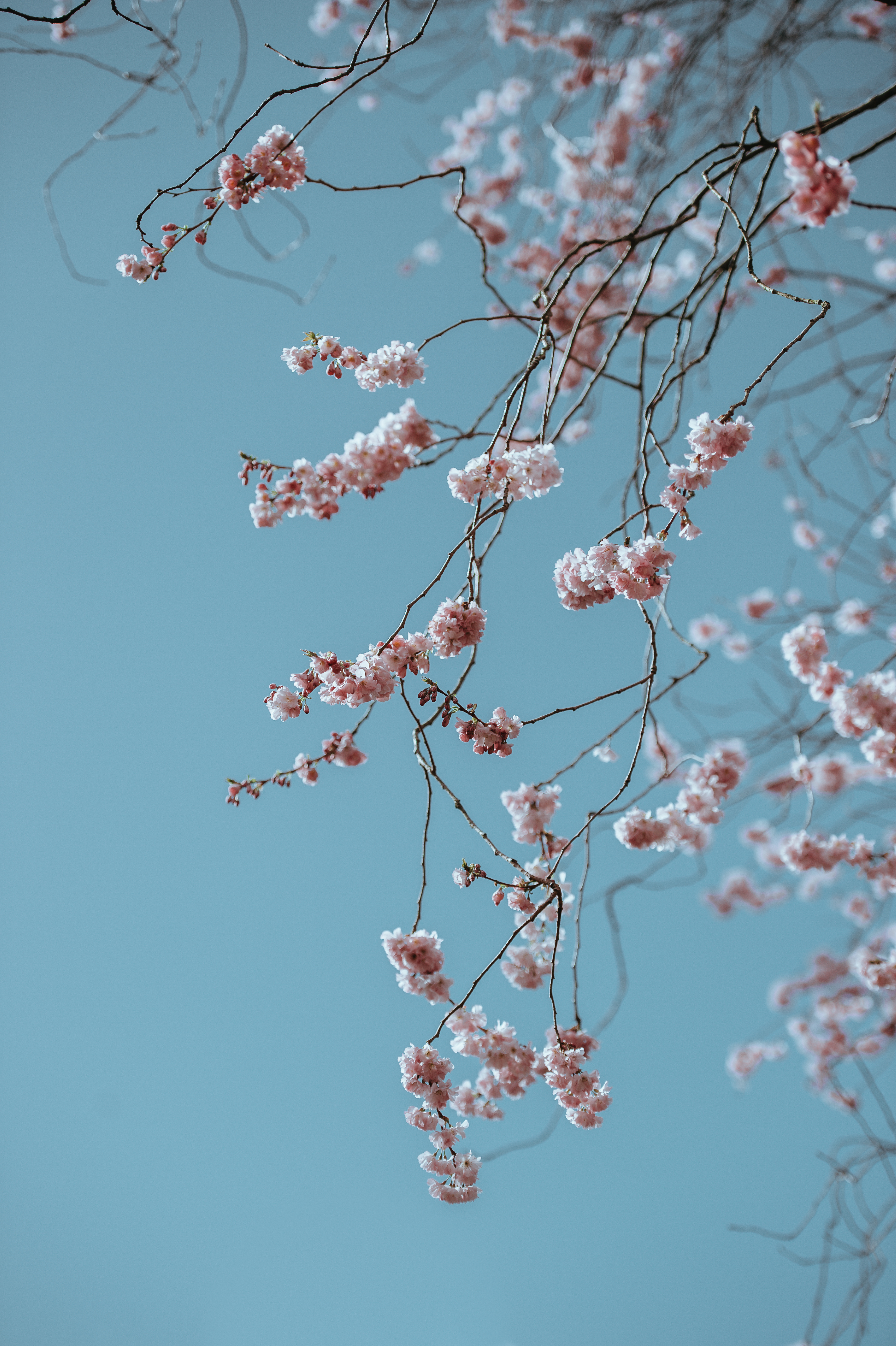Pink blossoms on tree branches against a blue sky