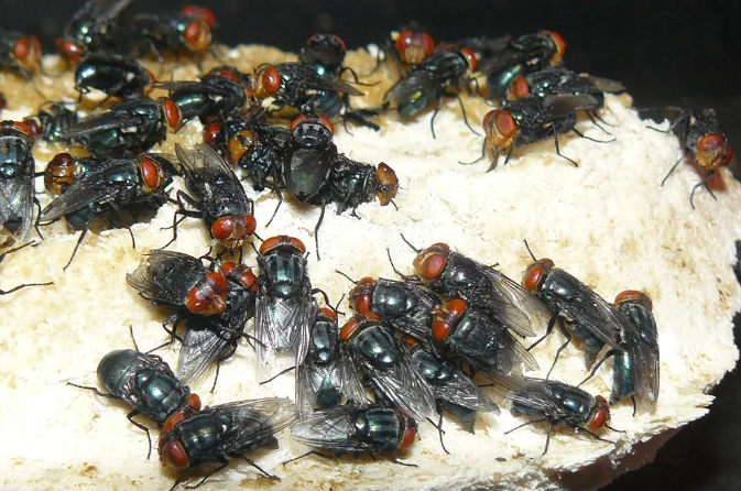 Oh Good, Screwworms Are Back