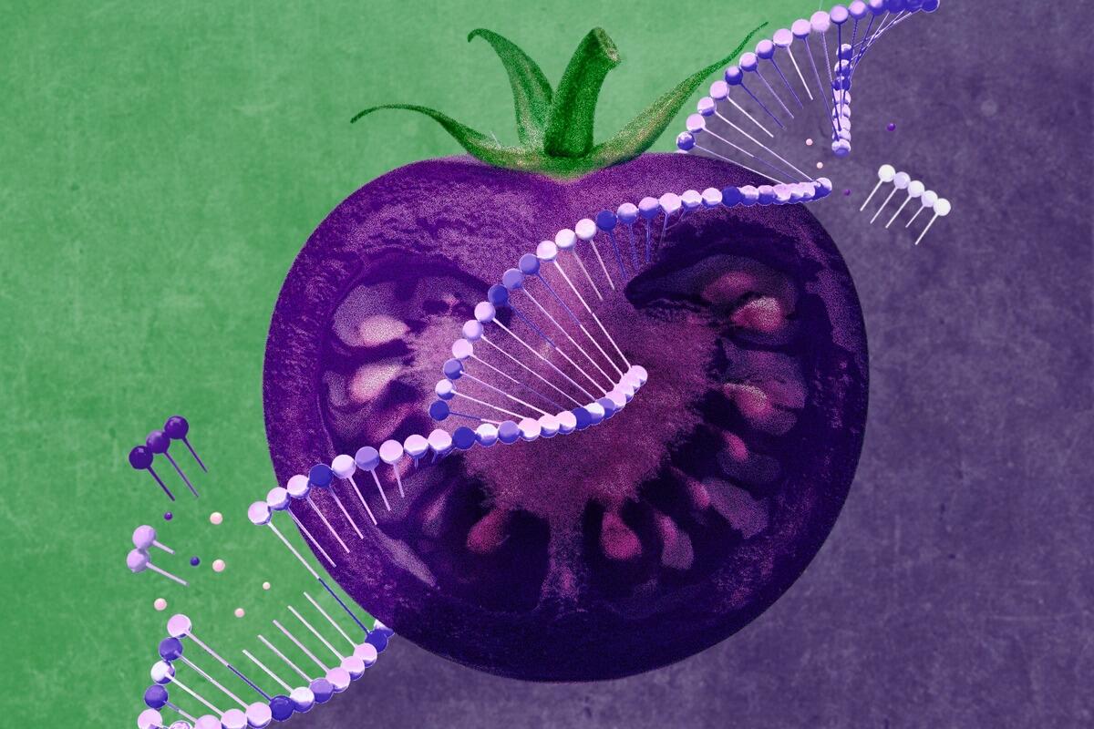 Trojan Tomato: A New GMO Is Designed To Infiltrate America's Gardens