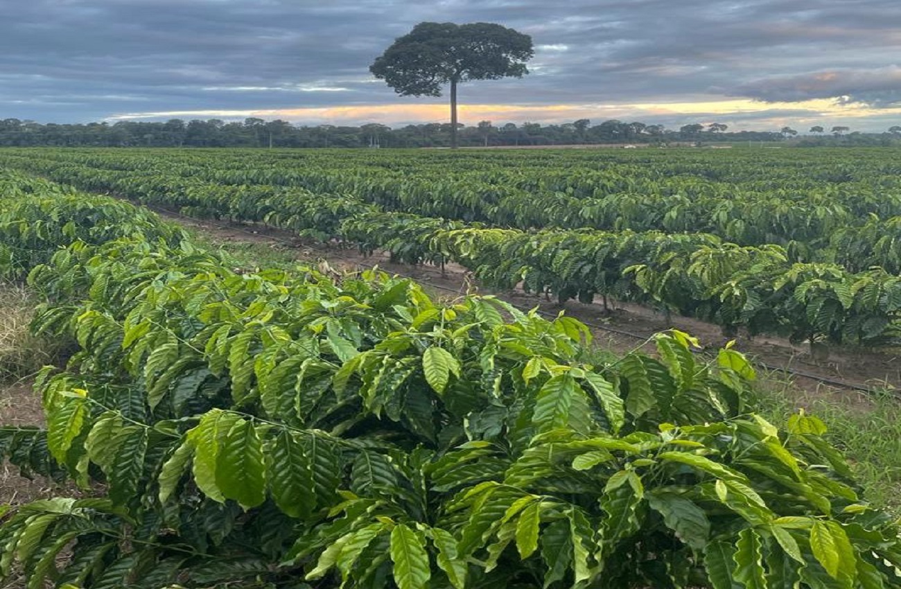 Deputado Alex Redano indica destinação de 100 mil mudas de café para São Francisco do Guaporé