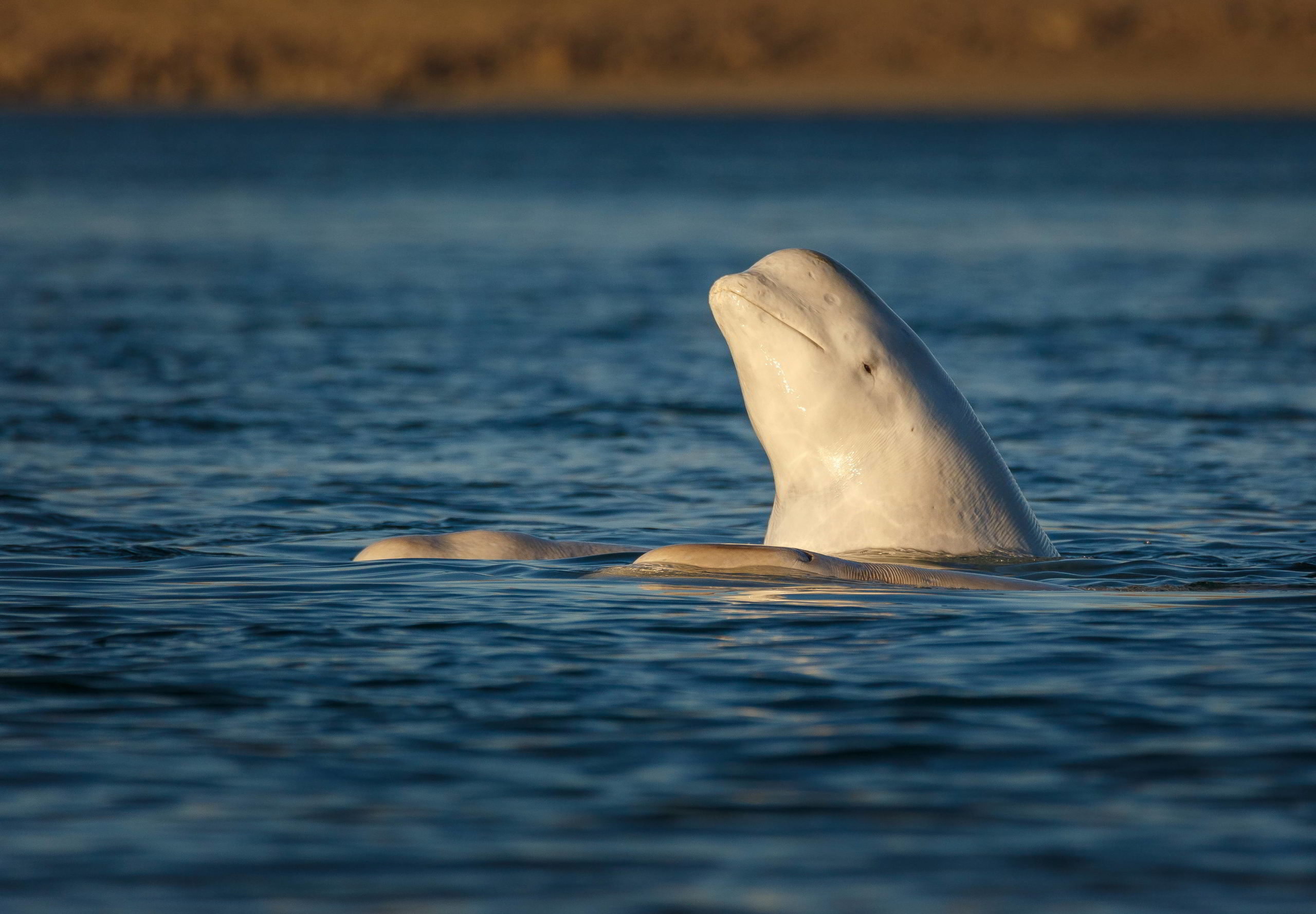 Meet the Beluga Whale - by Amie Pearce - Beached