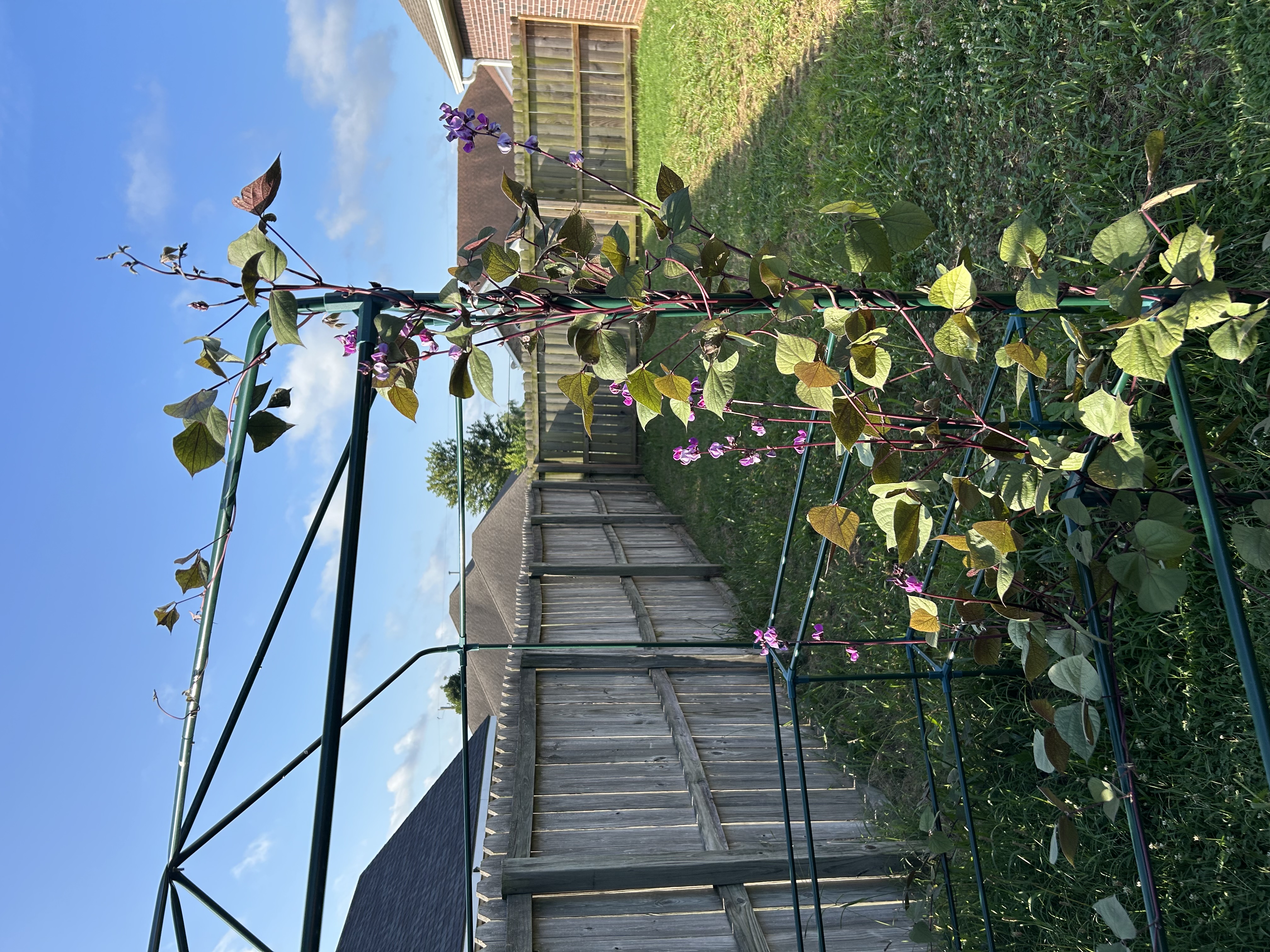 Purple flowering bean vines on a gazebo shaped trellis.