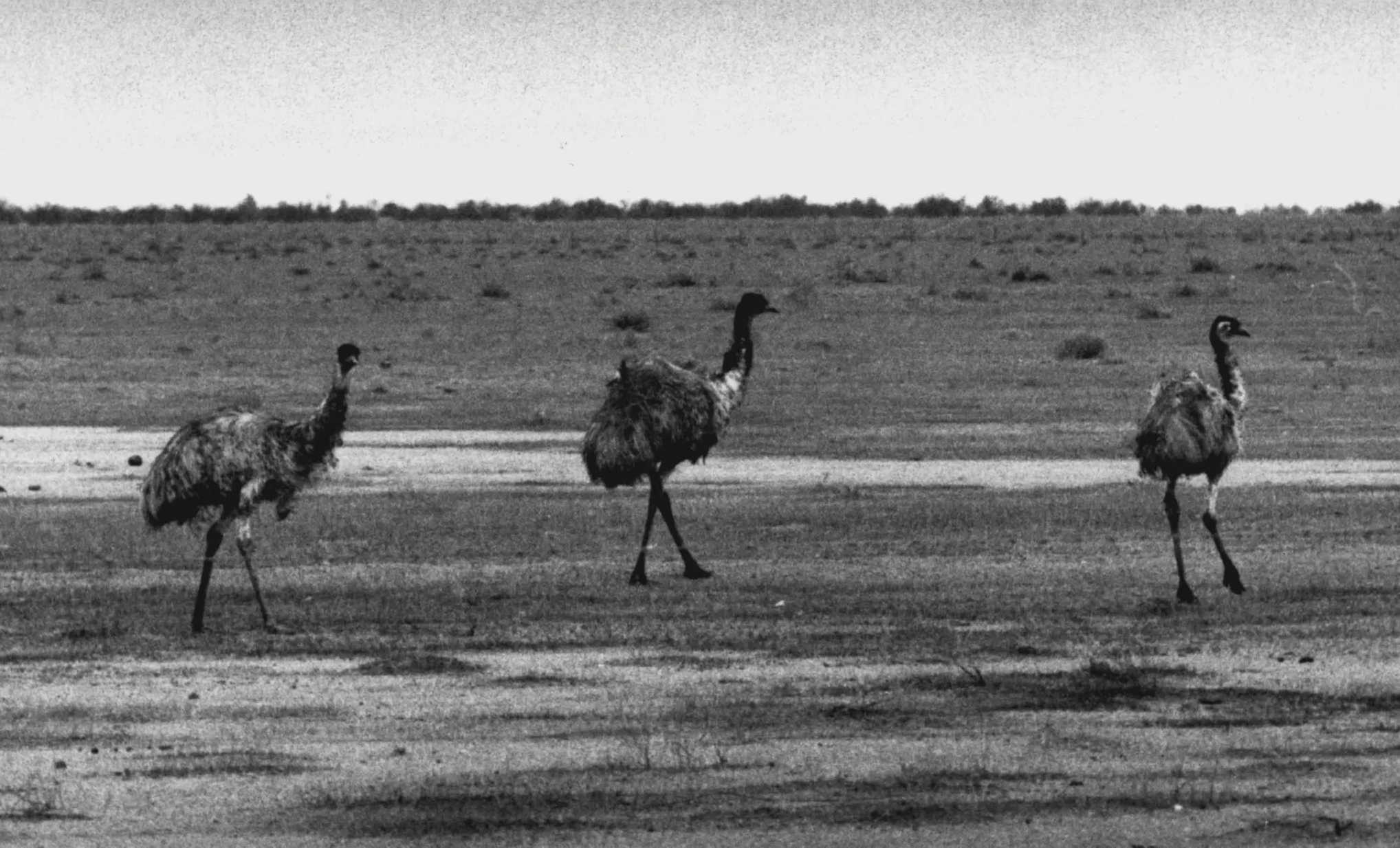 Stack In Emu Lesson 54: The Emu War - by Round About History