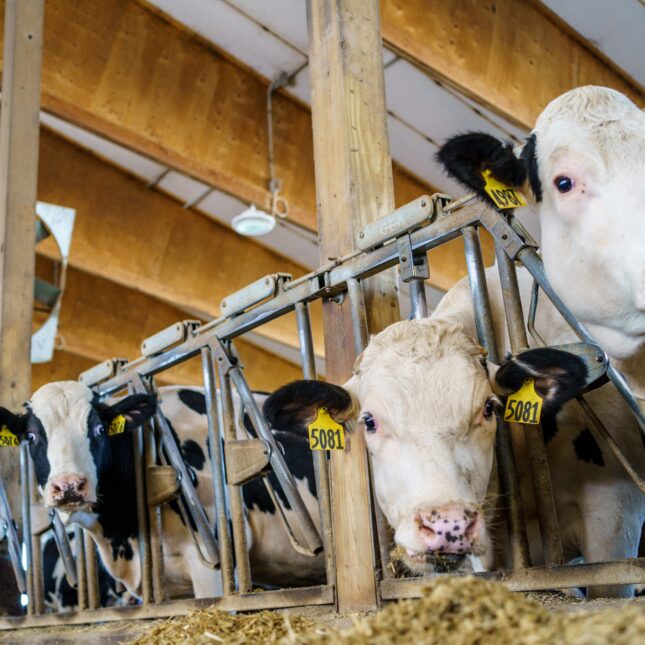 Three dairy cows look out from their barn Three dairy cows look out from their barn