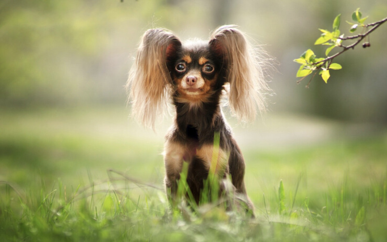 Conheça Russian Toy Terrier, uma das menores raças de cães do mundo