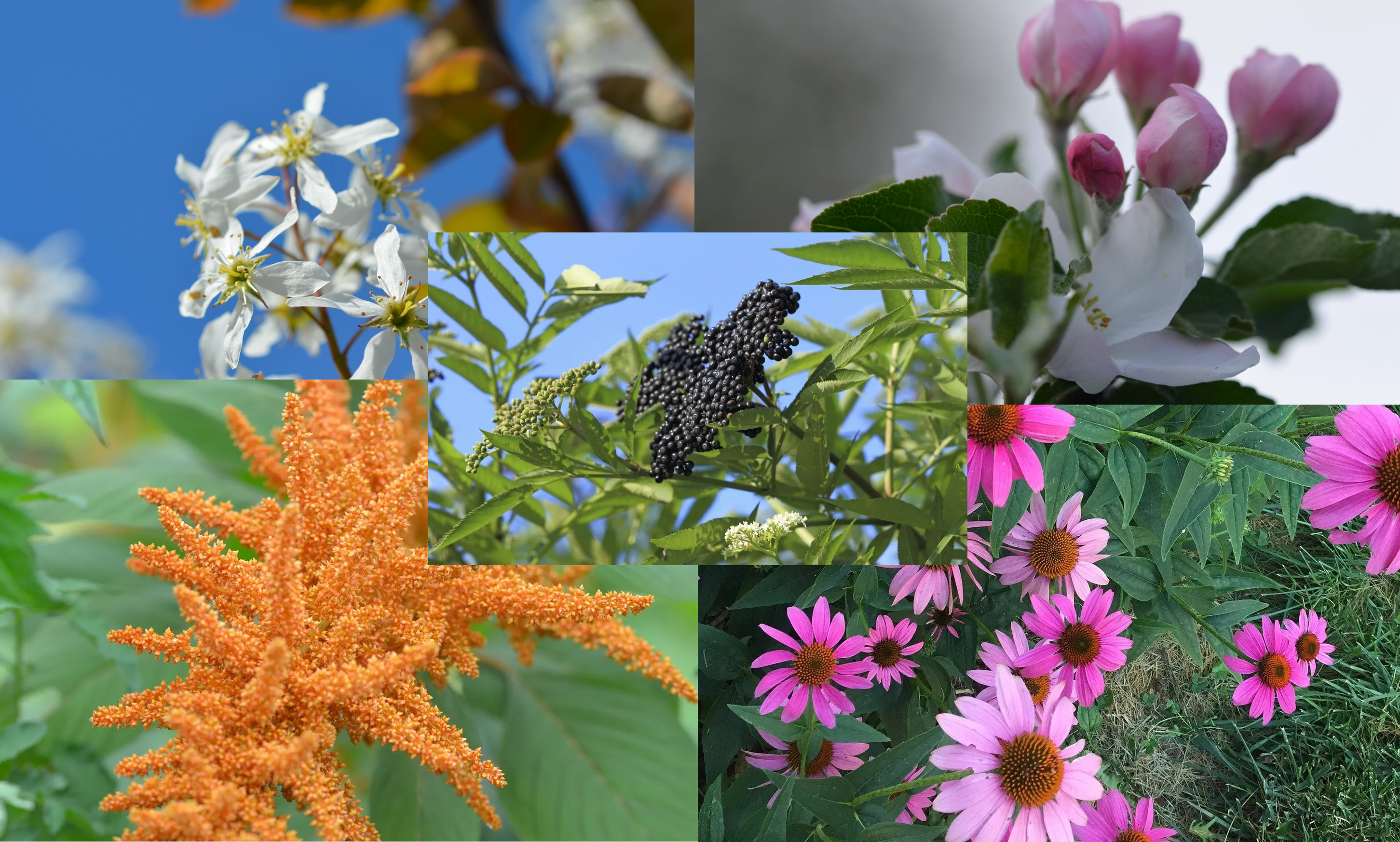 Covert Food Gardening In The Era Of The Lawn Nazis