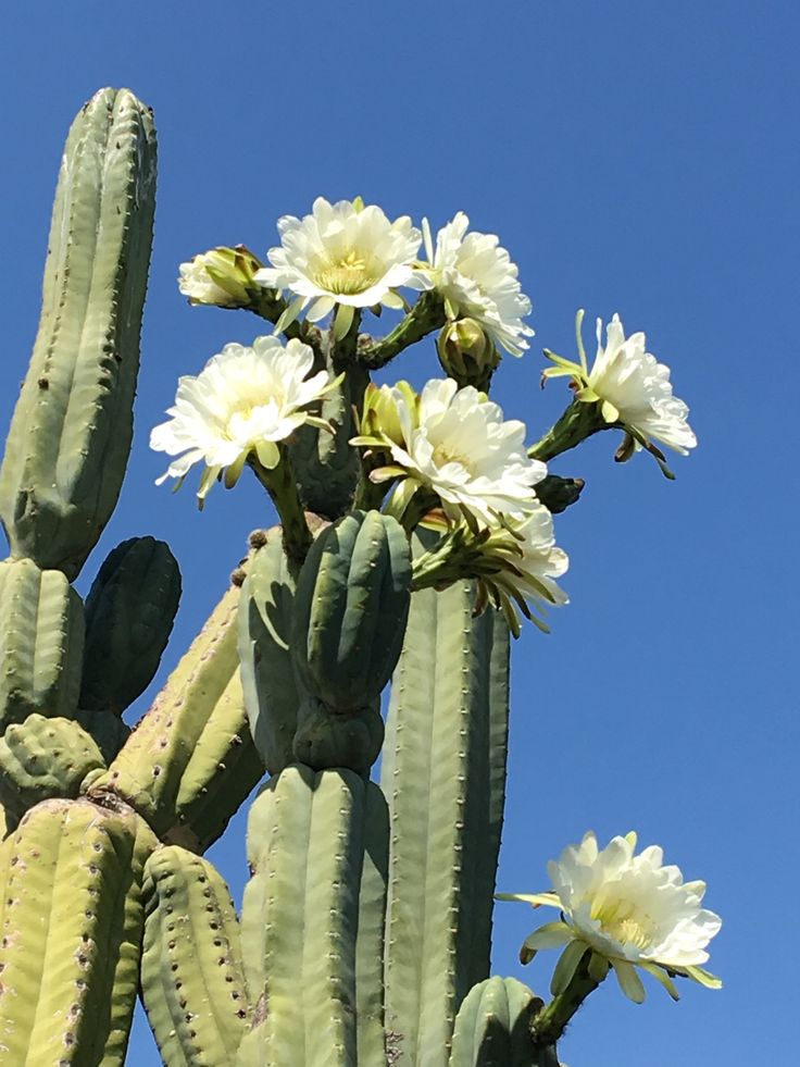 giesswein cactus Mexican Lime Cactus, Ferocactus pilosus/stainesii, Ferocactus pringlei –  CactusWarehouse main image 0