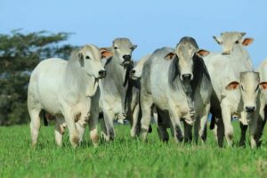 PF apreende 200 cabeças de gado criadas dentro de terra indígena em RO