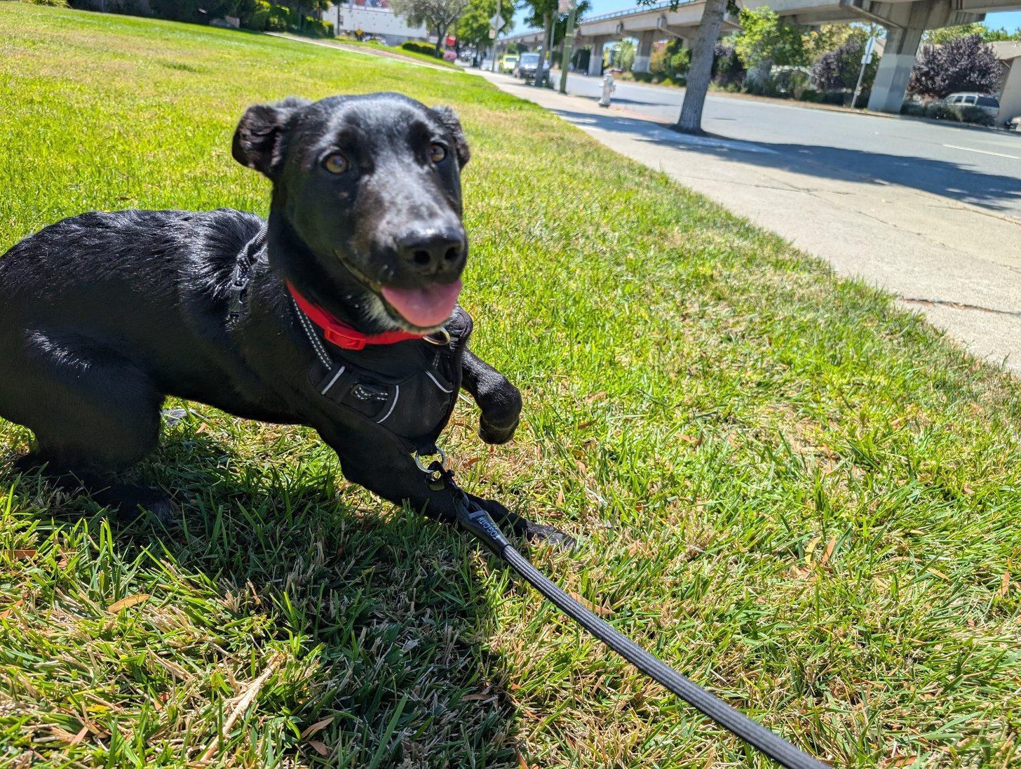 Kenji as a puppy