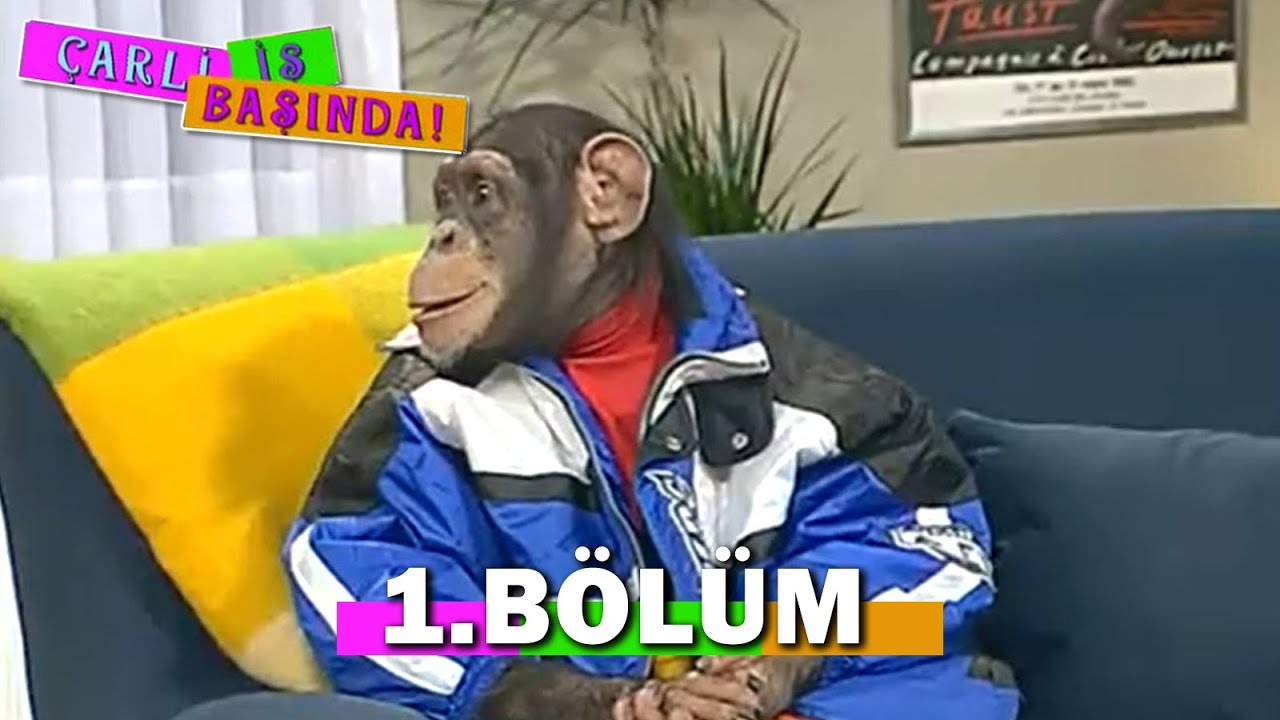 Dizi bitiminden sonra 2002’de İngiltere’deki maymun kurtarma merkezi olan Monkey World’e gönderilerek diğer şempanzelerle bir arada yaşama şansı bulan Çarli, 2025 yılının başında aramızdan ayrıldı.