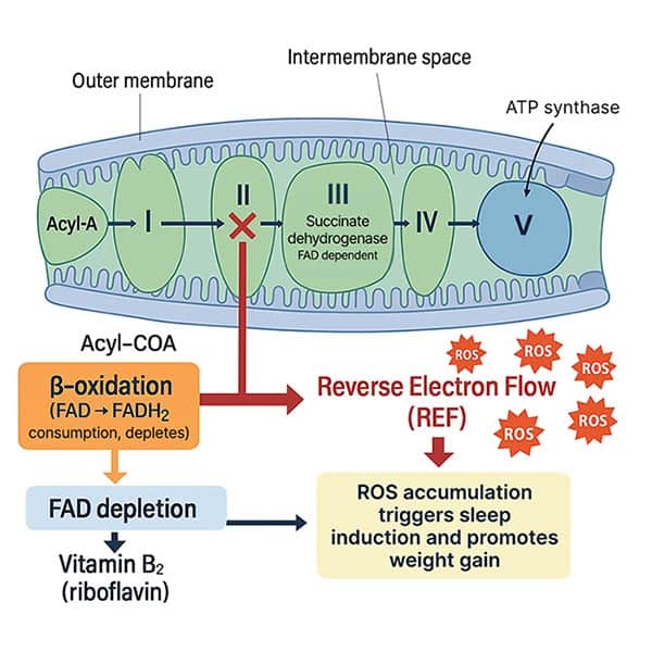 obesity cellular energy failure link