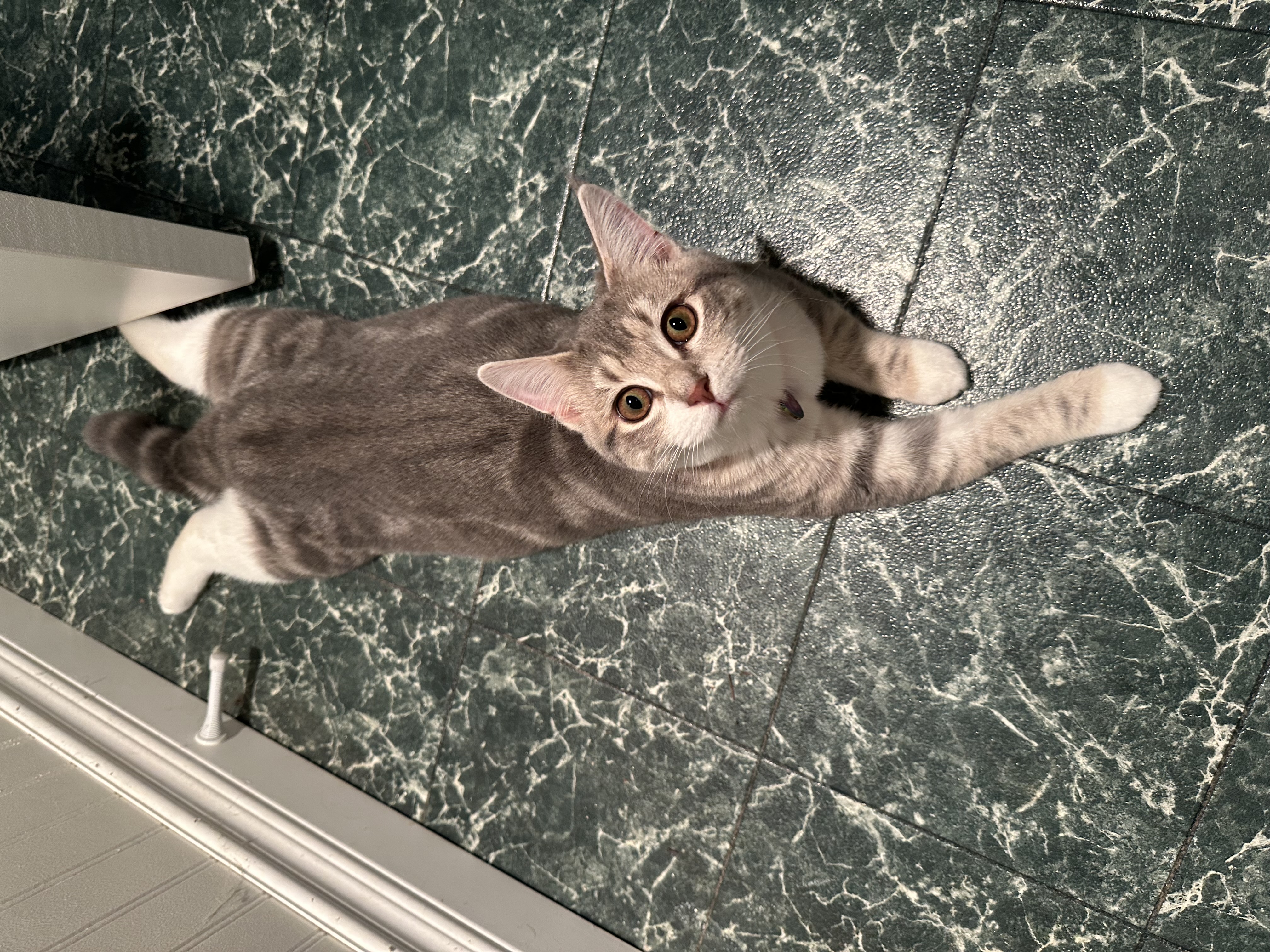 Tabby and white kitten laying on belly on green and white Lino floor with back two legs extended parallel to tail.