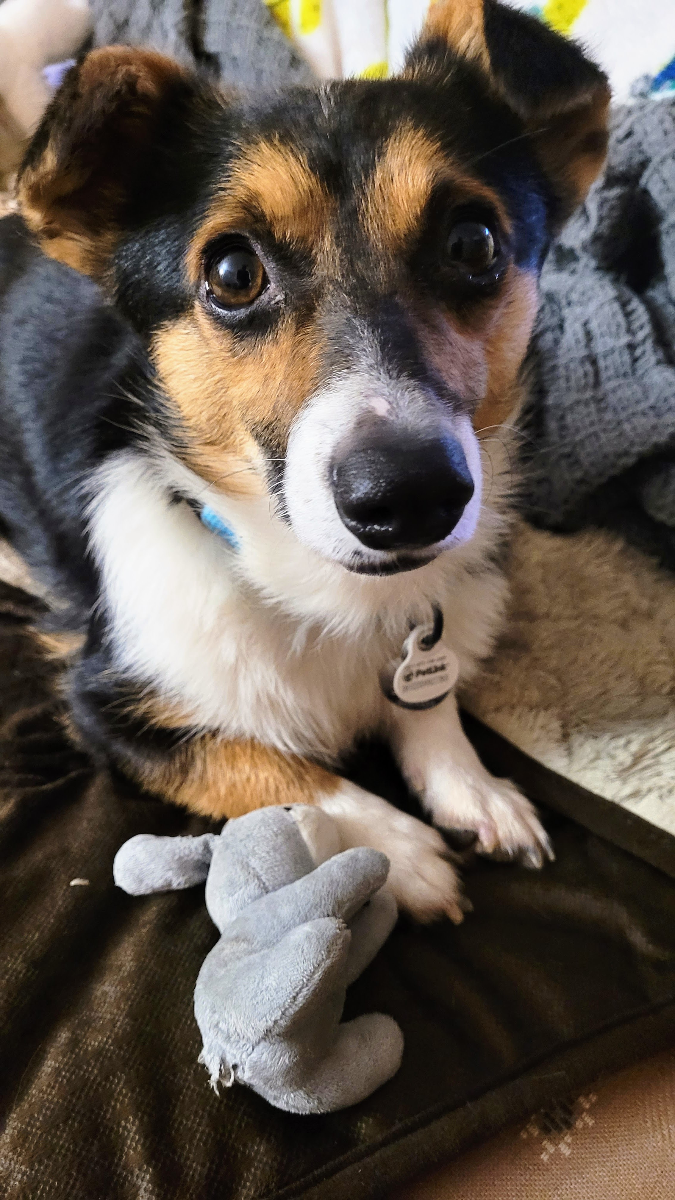 Mary the Dorgi at 3 years old