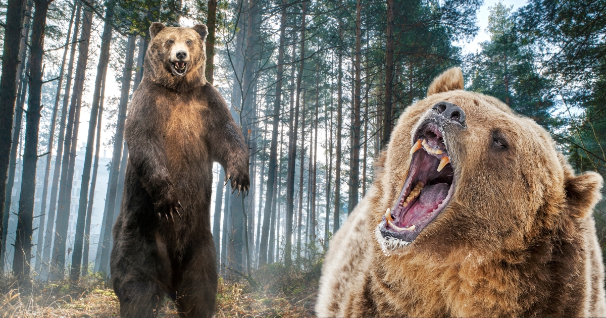 Woman Fights Off Two Grizzlies with Bear Spray to Save Husband’s Life