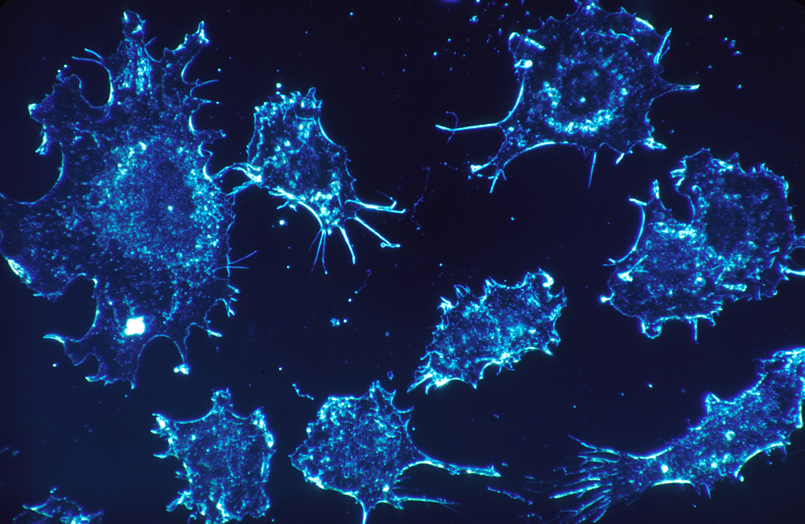 Refining The Ivermectin Protocols For Cancer Refining the ivermectin protocols for cancer