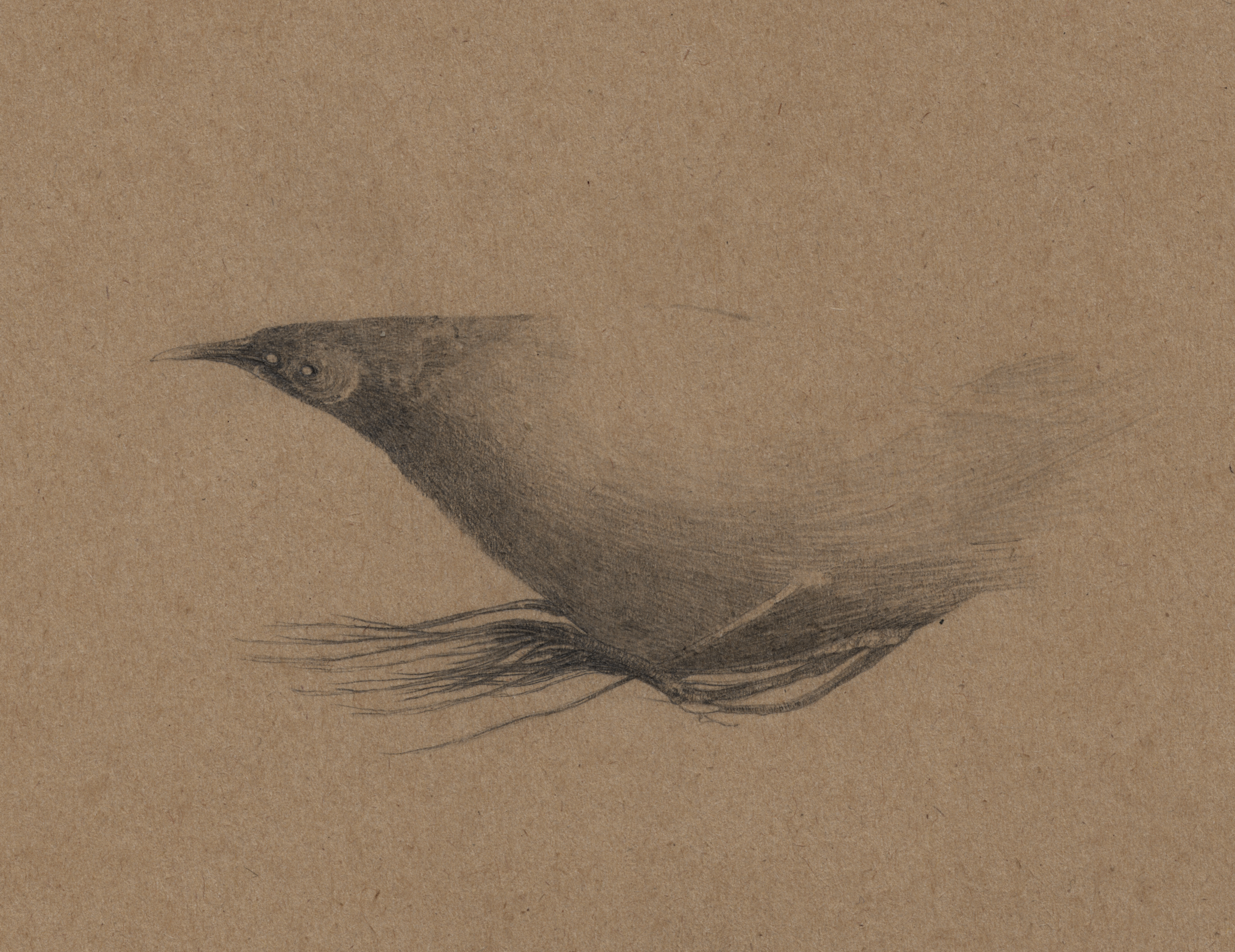 Birds and Letters | Substack
