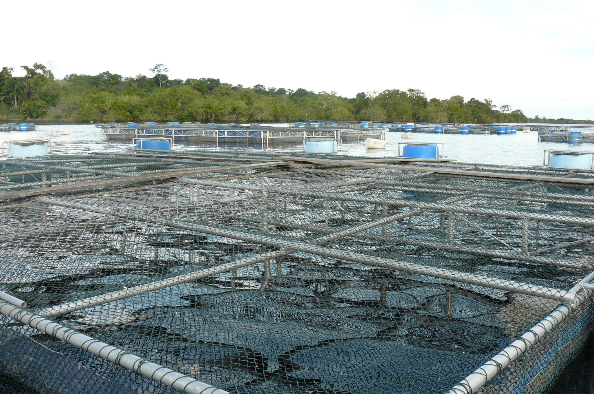 Novo estudo alerta sobre o declínio do cultivo de peixes na Amazônia