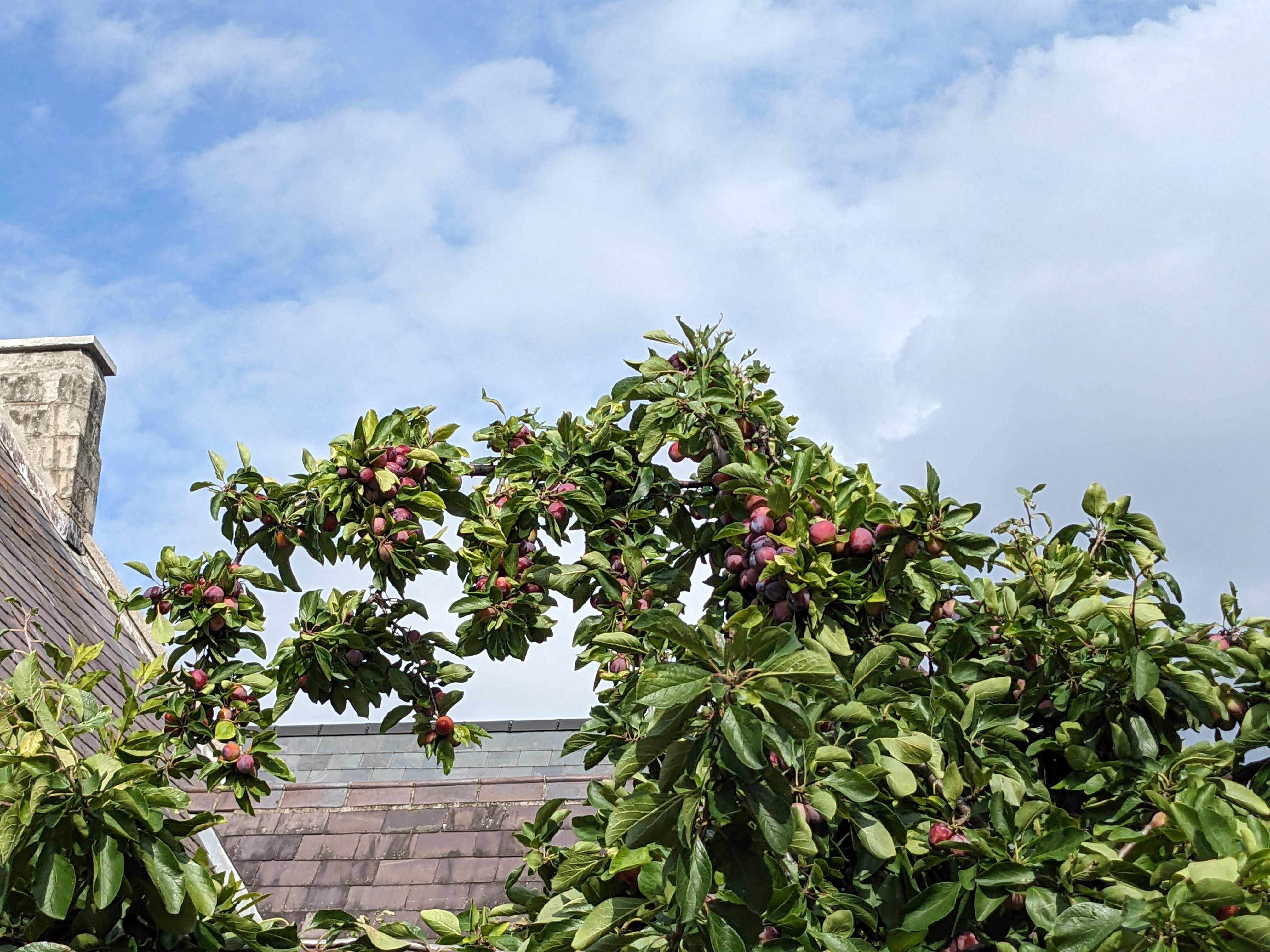 the top boughs of a plum tree full of purple fruit bend under the weight against a blue sky