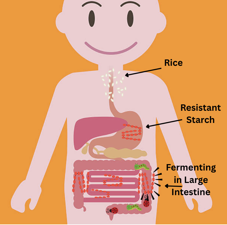 What Is Resistant Starch? Benefits, Food Sources, and How to Add It to ...
