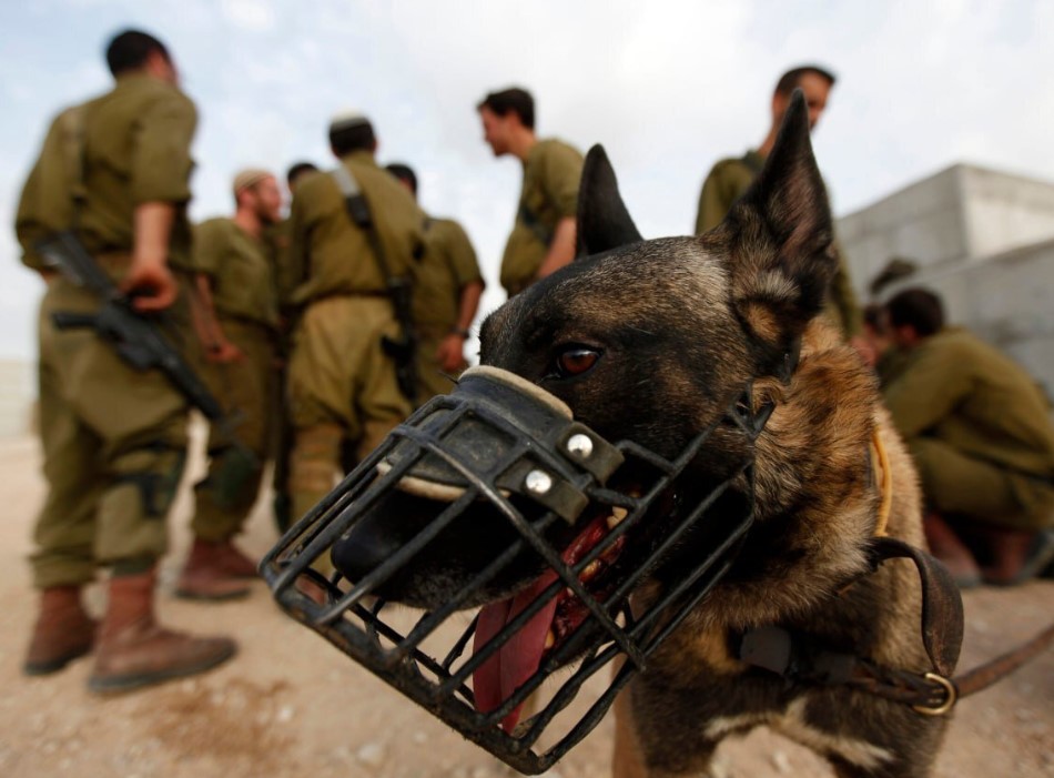 Israel uses Dogs to Rape Prisoners at Sde Teiman Detention Camp