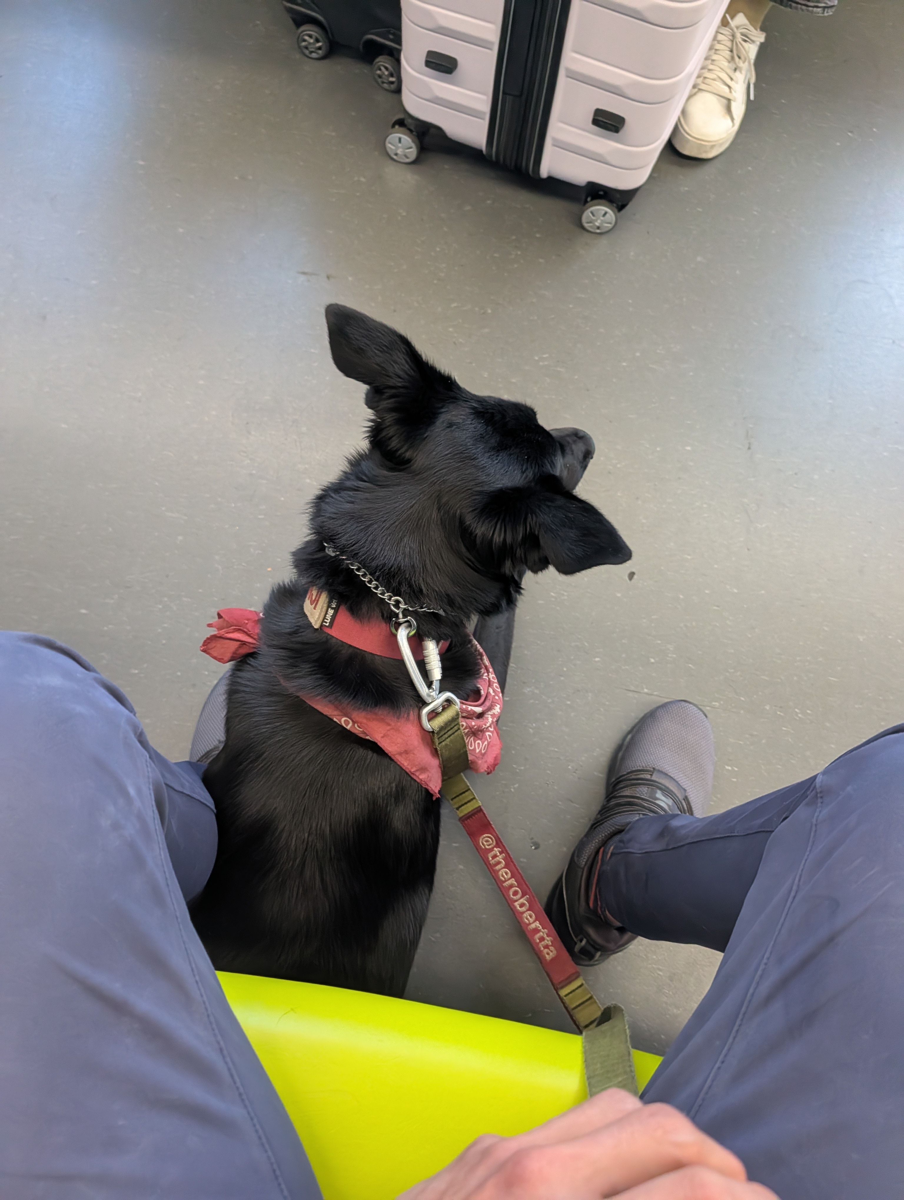 Kenji the black shepherd tucked under Robert's legs on a BART train