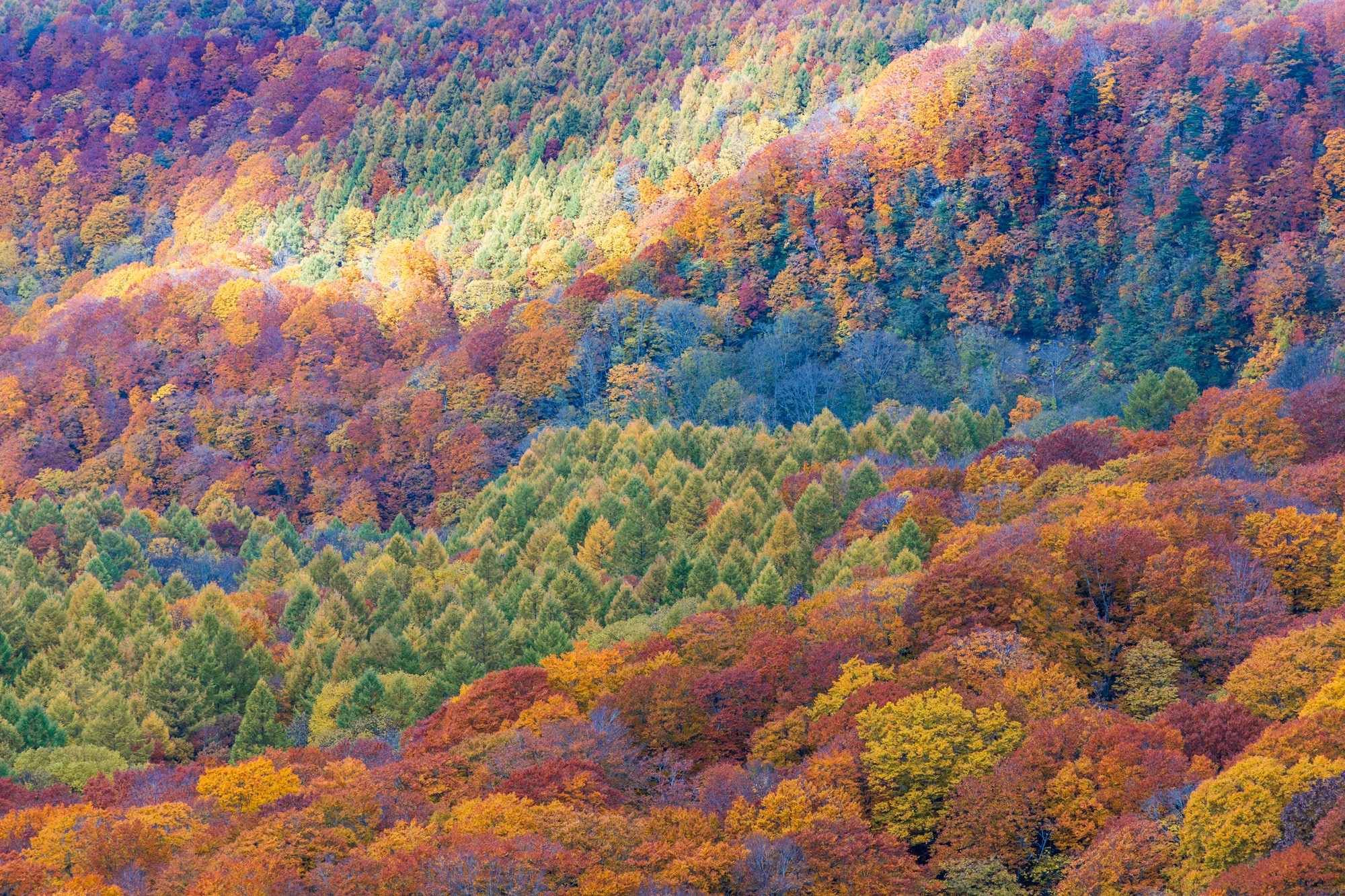 The Mighty Autumn Colors