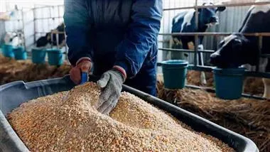 Bovaer & Agolin – Toxic Chemicals Added to Dairy Cow Feed Allegedly to Combat Cow Burps & Methane