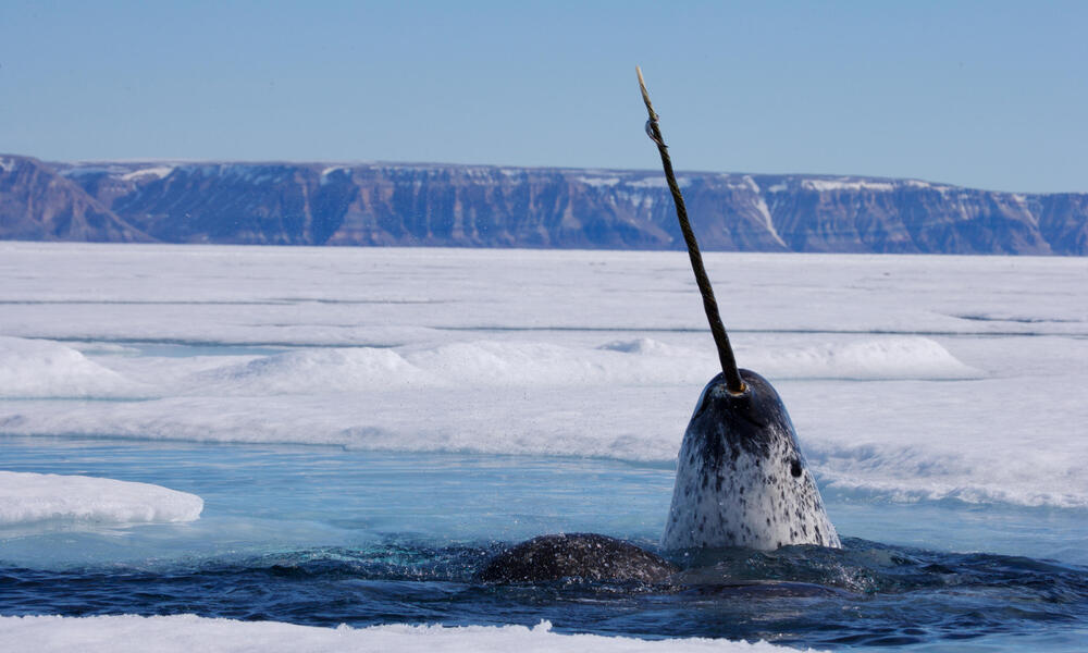 Meet the Narwhal - by Amie Pearce - Beached