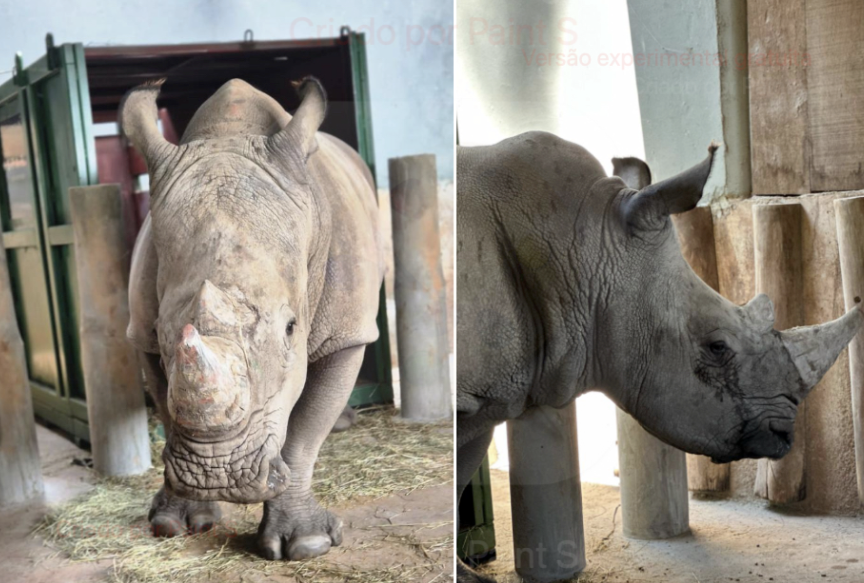 Atanásio, o rinoceronte de 2 toneladas: Fiscalização rigorosa garante importação segura no Aeroporto de Viracopos