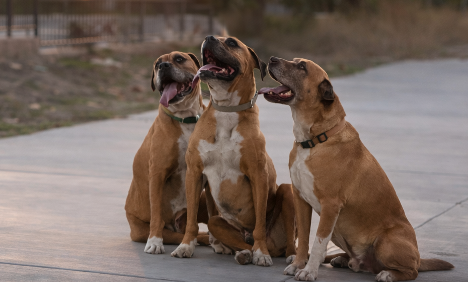 What Makes Good Doggos Different? Meet the Neutral Helper Dogs Behind Our Training